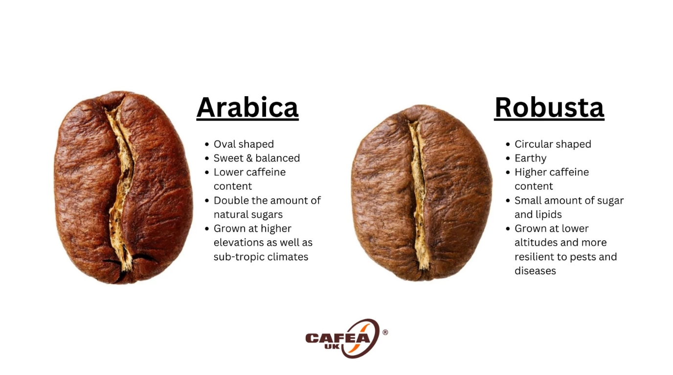 Visual comparison of Arabica and Robusta coffee beans
